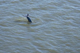 Dolphin Splashing in the Ocean