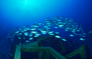 outer banks wreck diving fishing