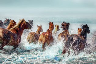 wild horses