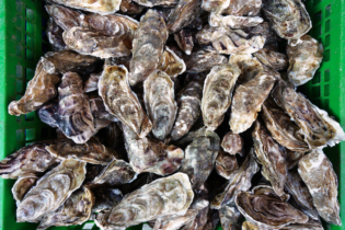 oysters