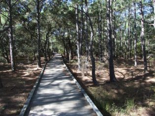 Currituck Banks Estuarine Boardwalk - Beginning of Maritime Forest Trail