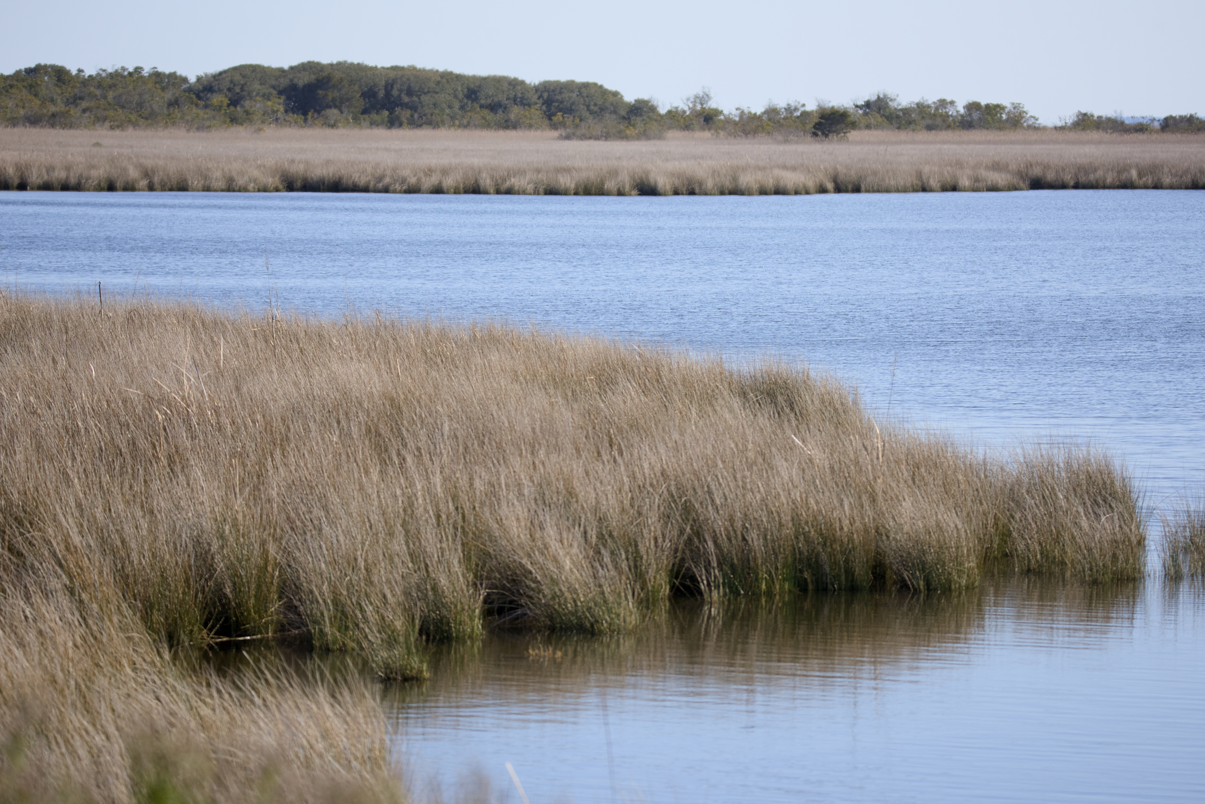 Currituck Sound Marshes near Pine Island Outer Banks