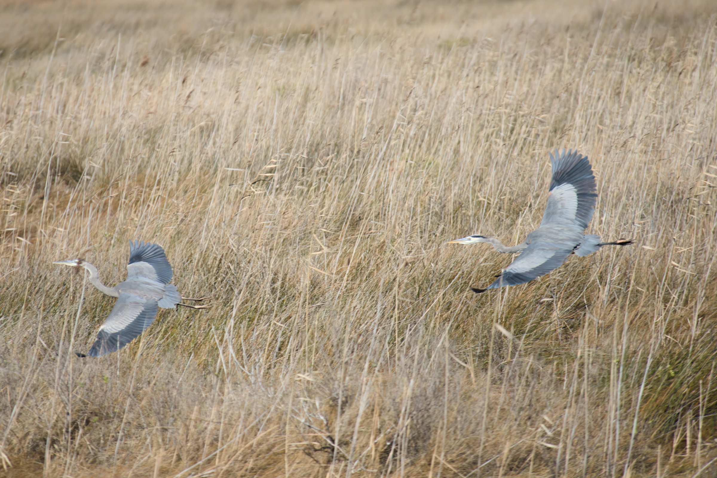Outer Banks migratory waterfowl