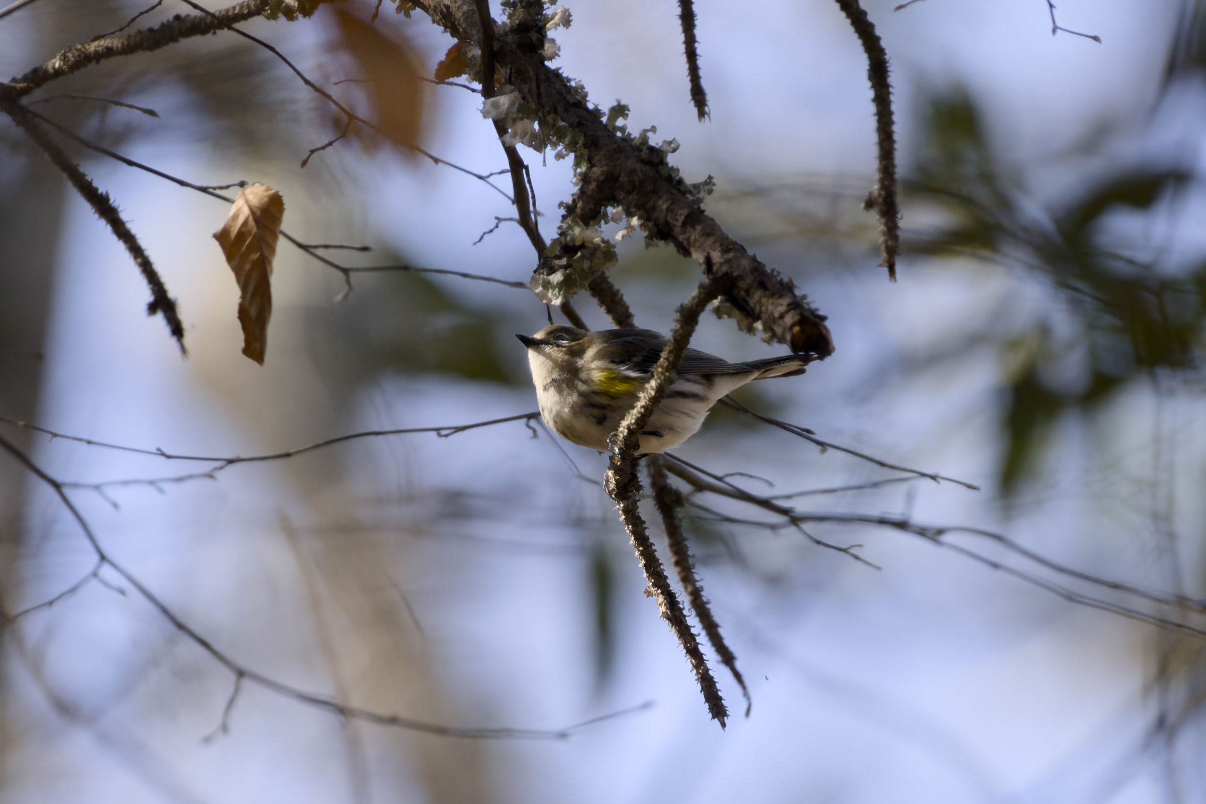 KItty Hawk Town Hall Trail Yellow rumped Warbler