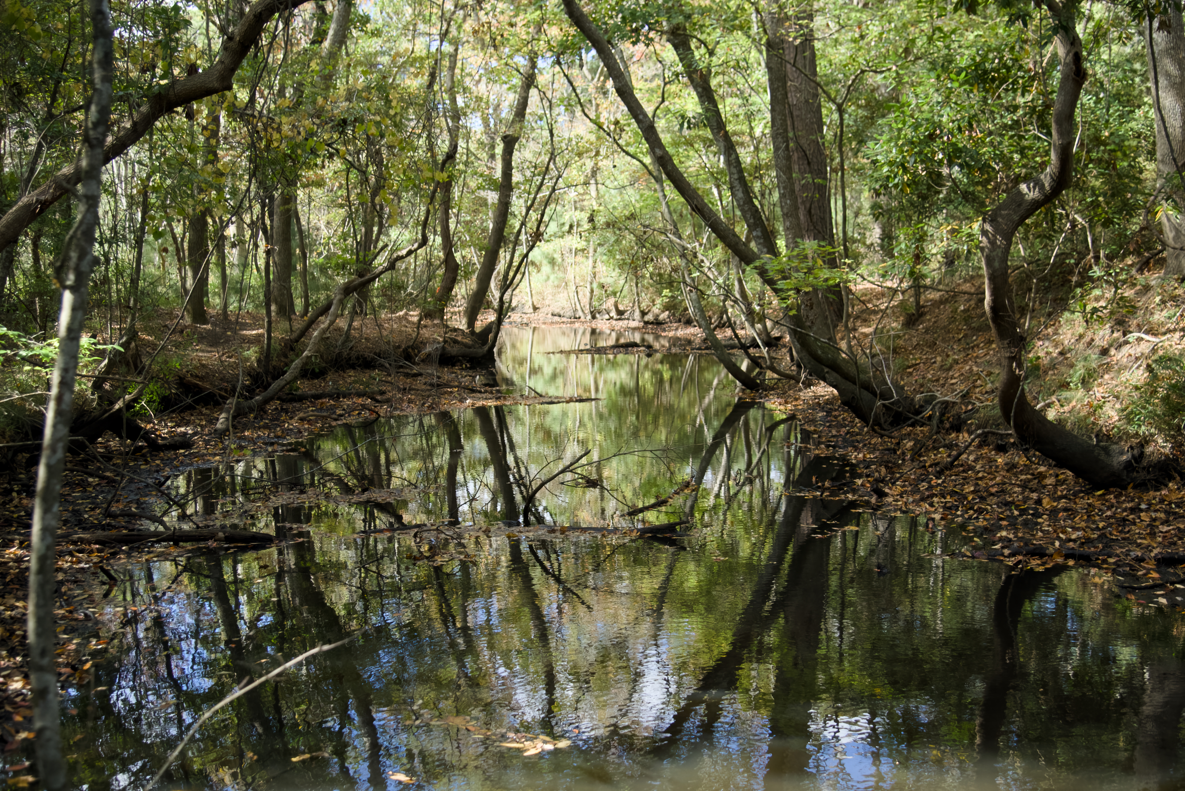 Kitty Hawk Town Hall Trail Hobbs Creek Summer