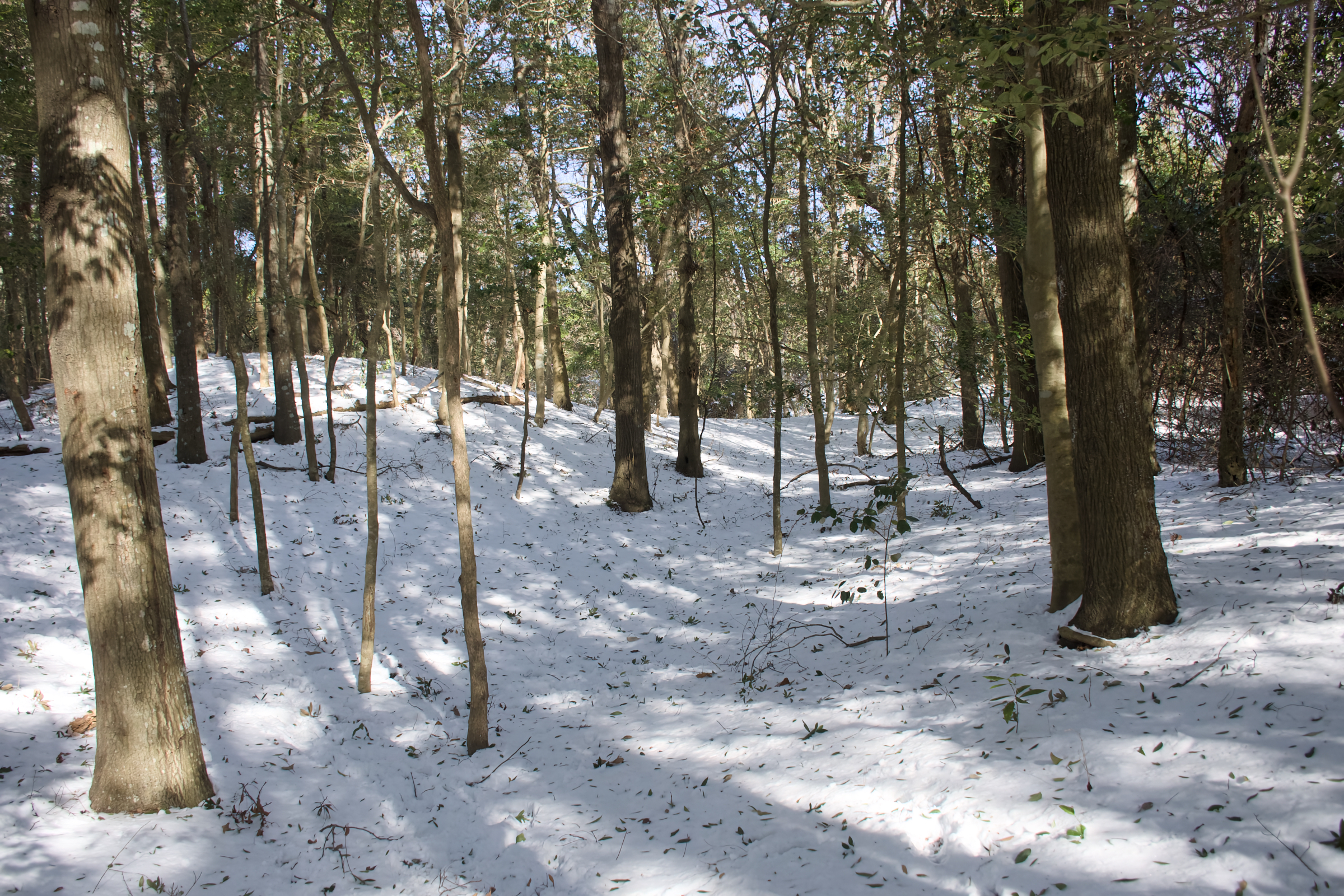 Kitty Hawk Town Hall Trail Snow Coverage