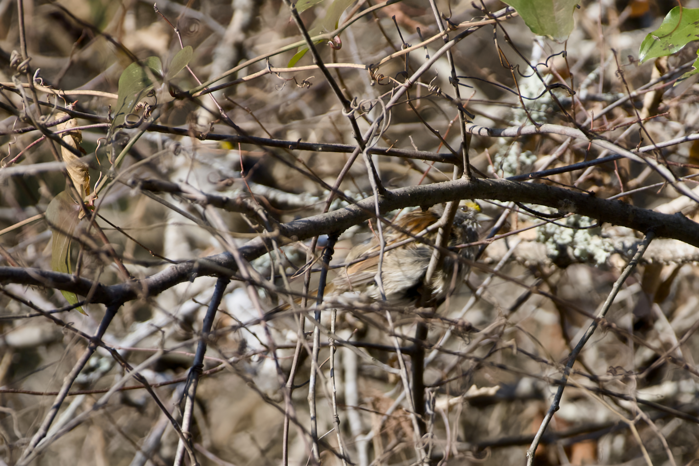 Kitty Hawk Town Hall Trail White throated Sparrow foliage