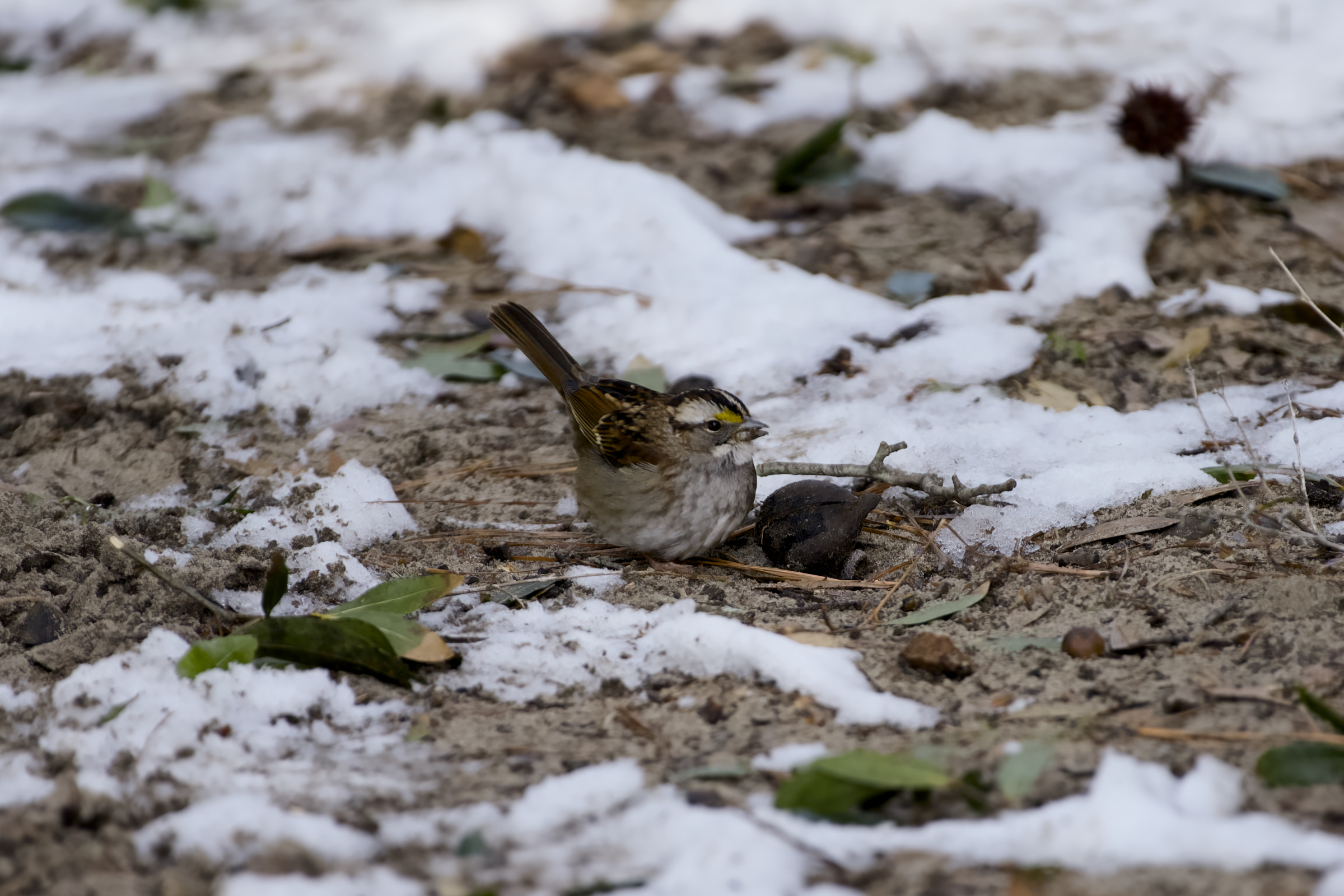 Kitty Hawk Town Hall Trail White throated sparrow forages