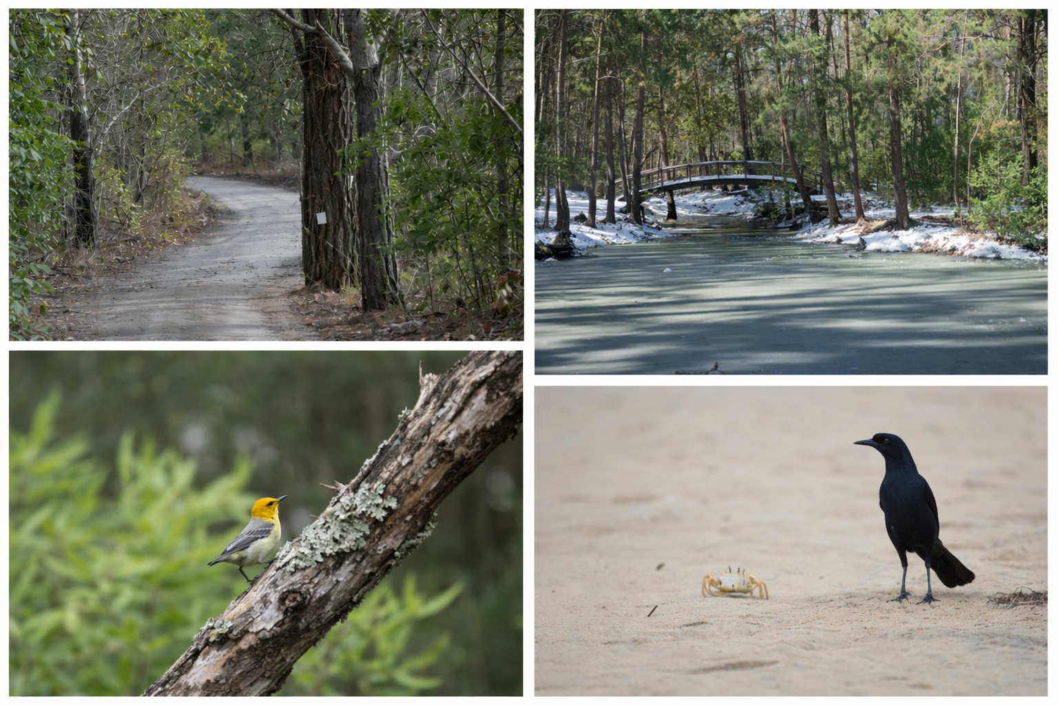 Another Side of the Outer Banks in Pictures