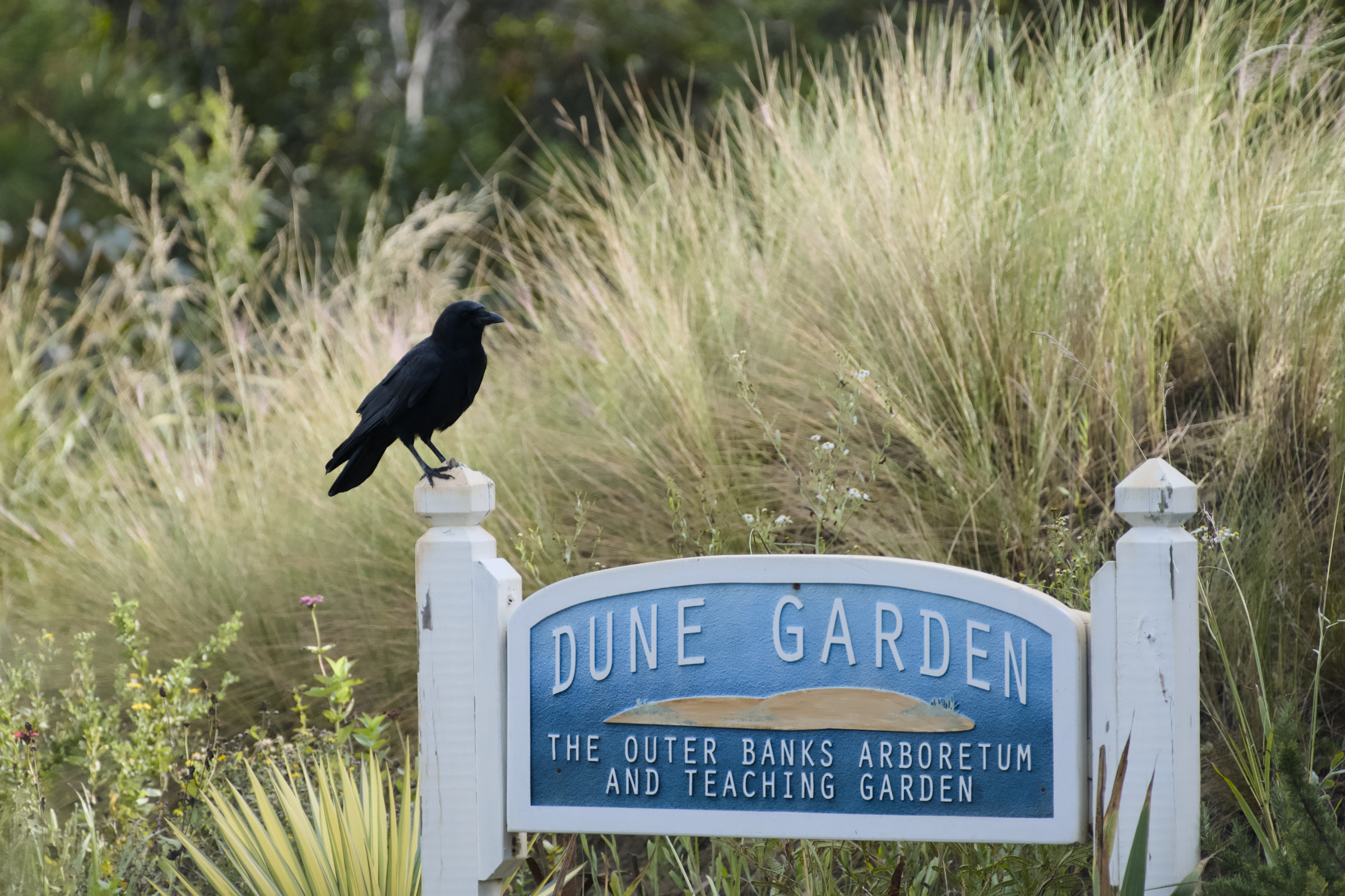 Outer Banks Arboretum and Teaching Garden
