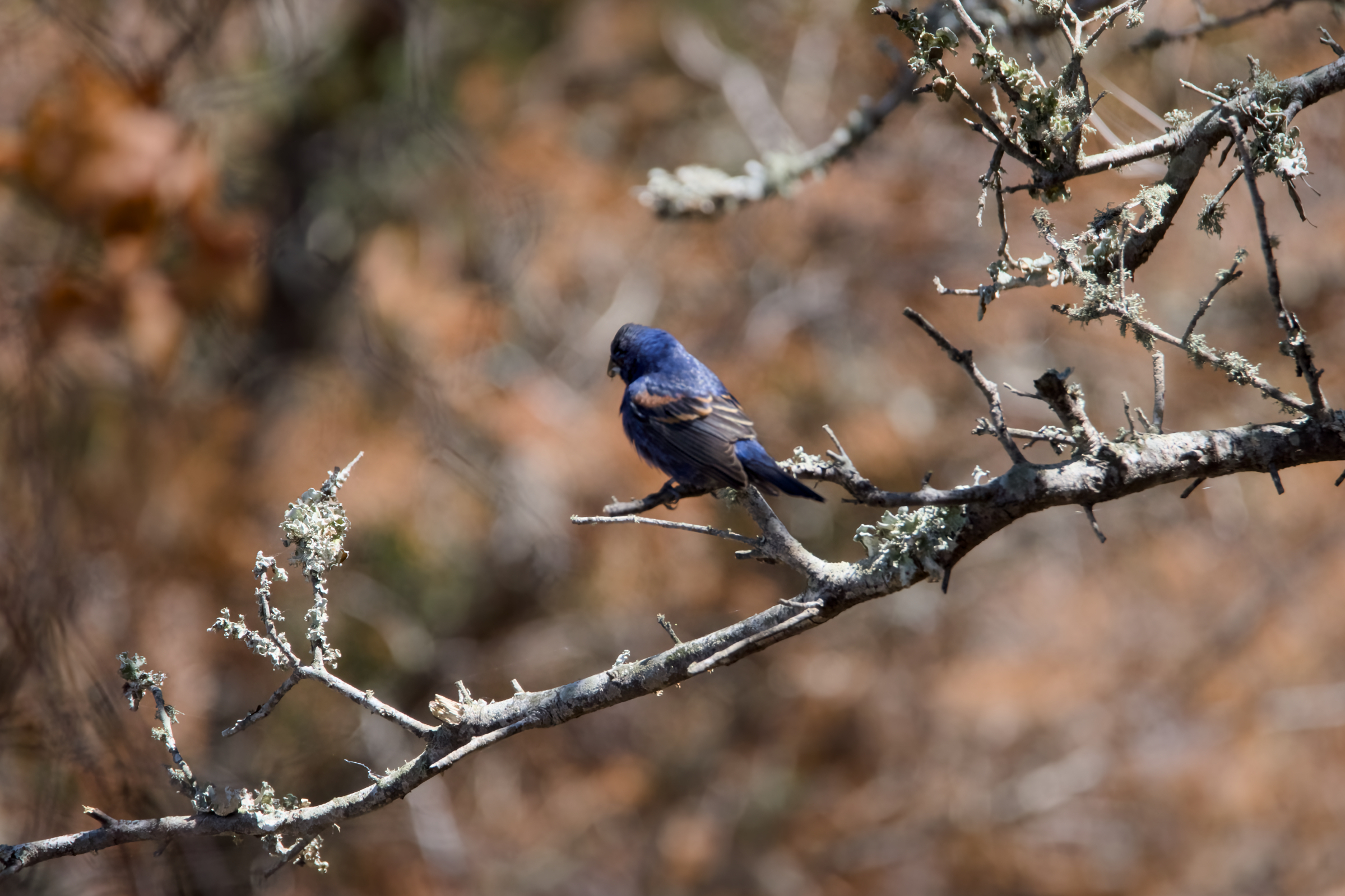 Blue Grosbeak at Jockey’s Ridge State Park