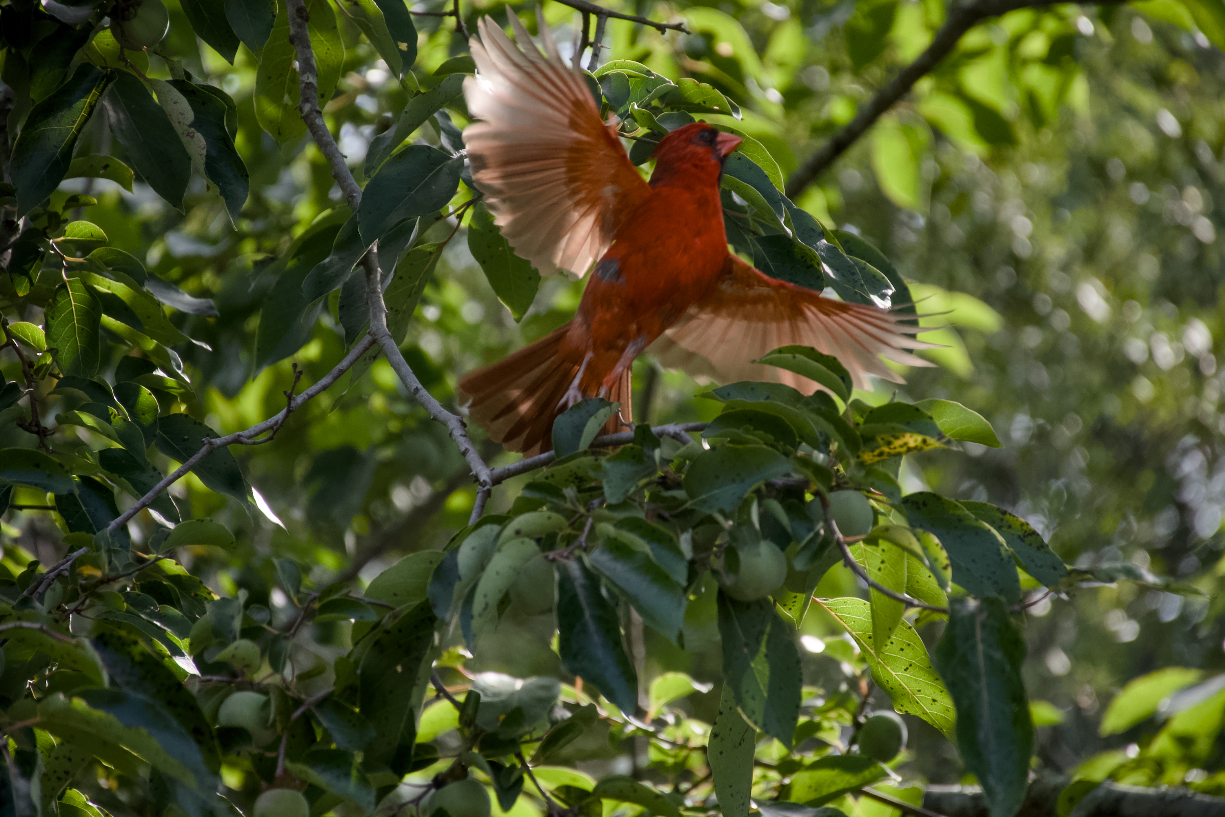 Cardinal Arbor Outer Banks