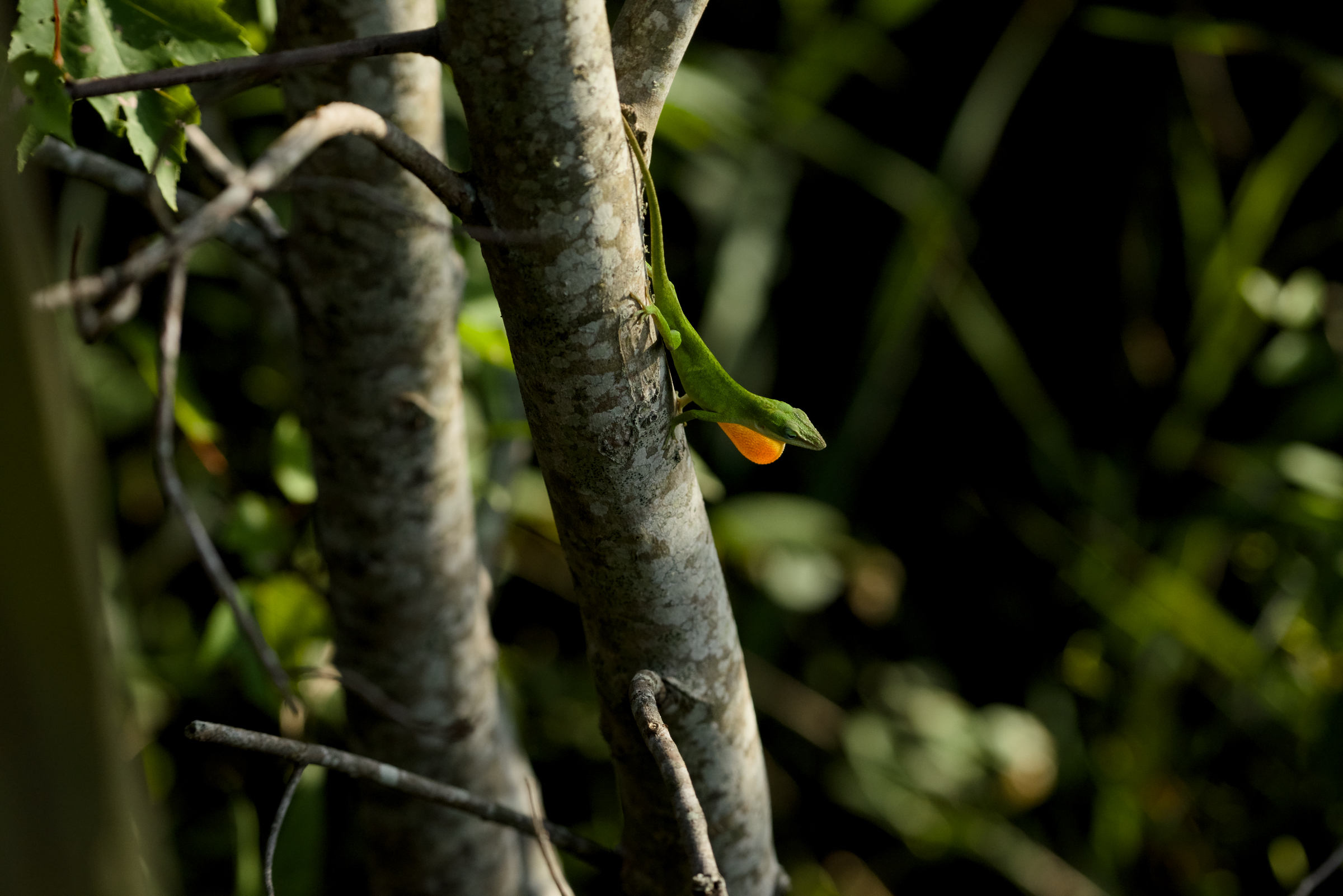 Green Anole