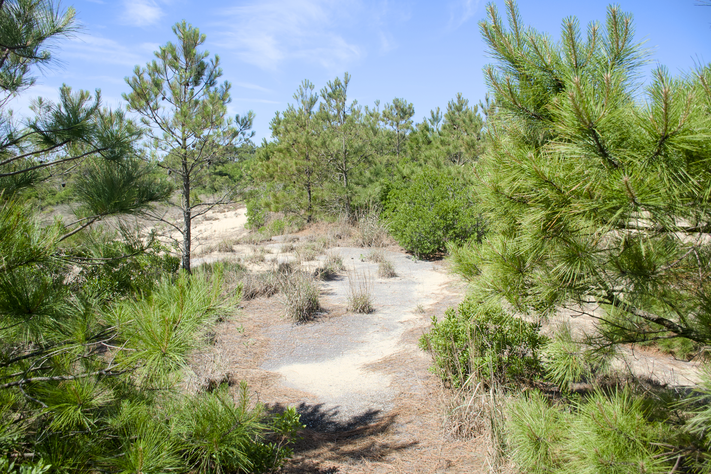 South side of Jockey’s Ridge State Park