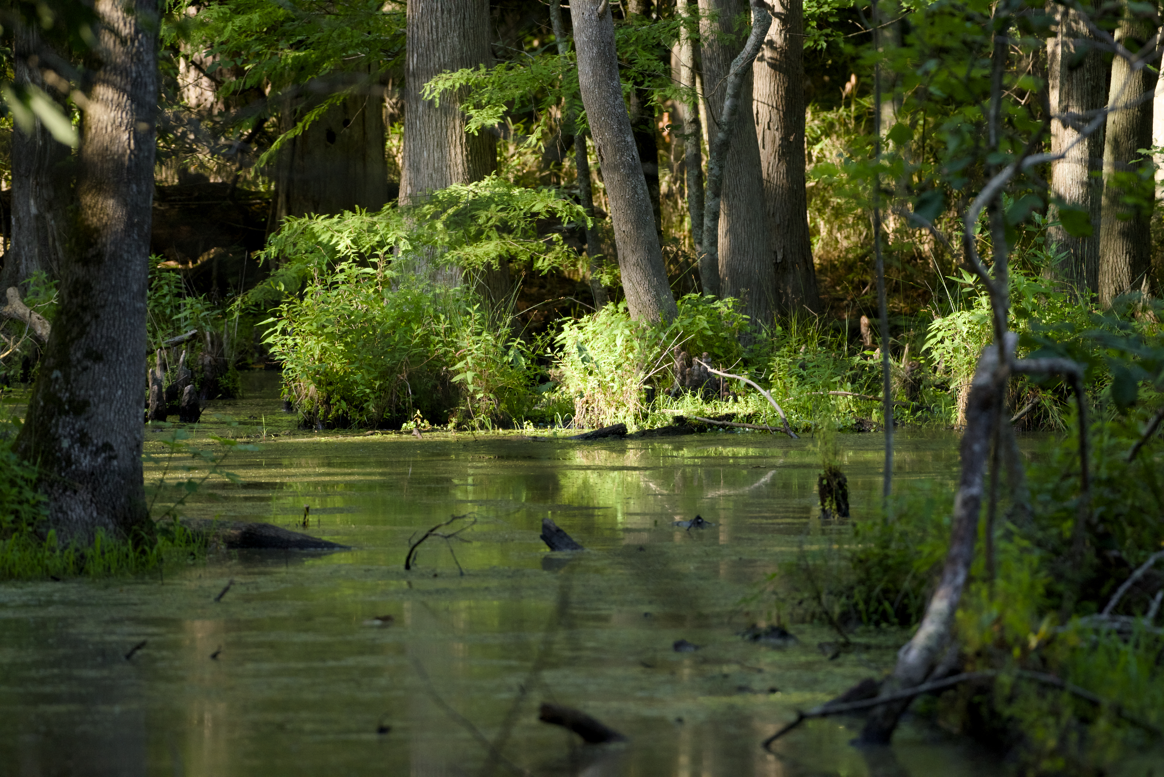 Kitty Hawk Woods Maritime Forest