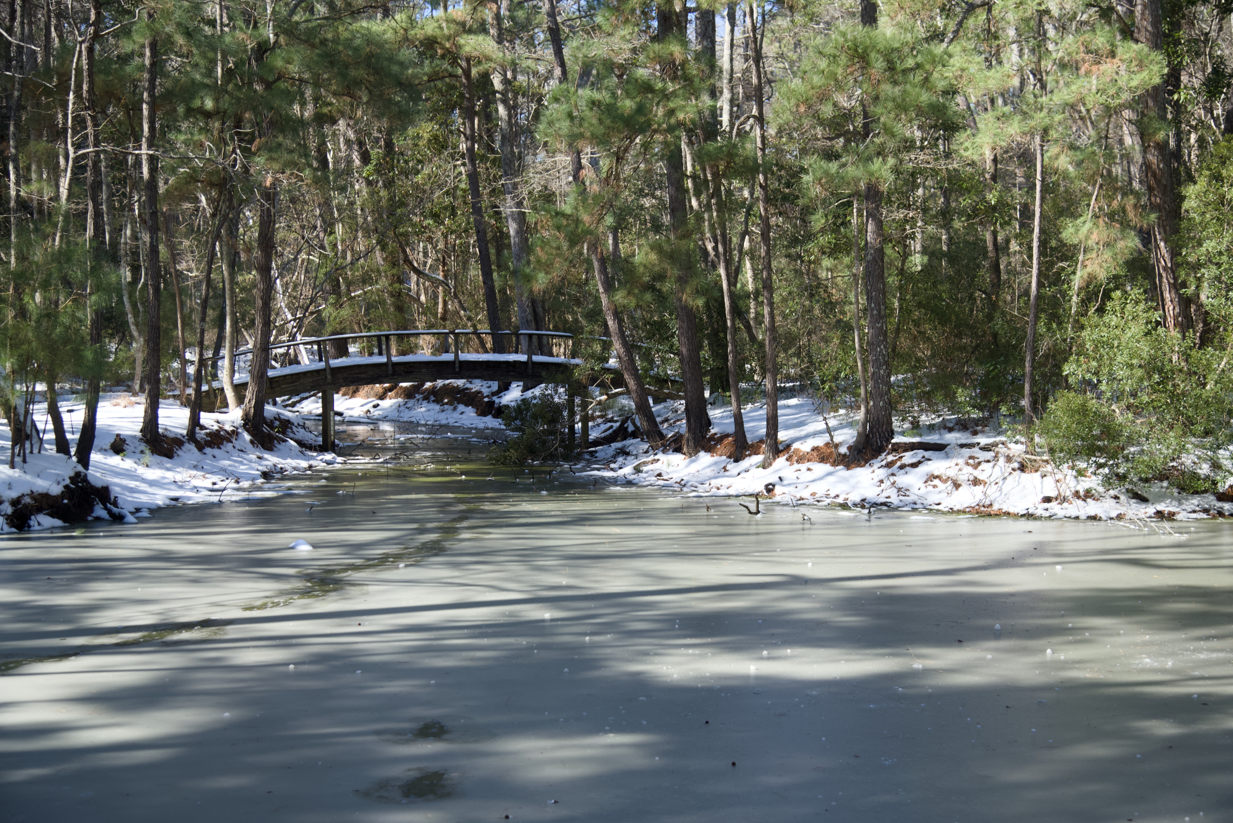 Nags Head Woods Winter