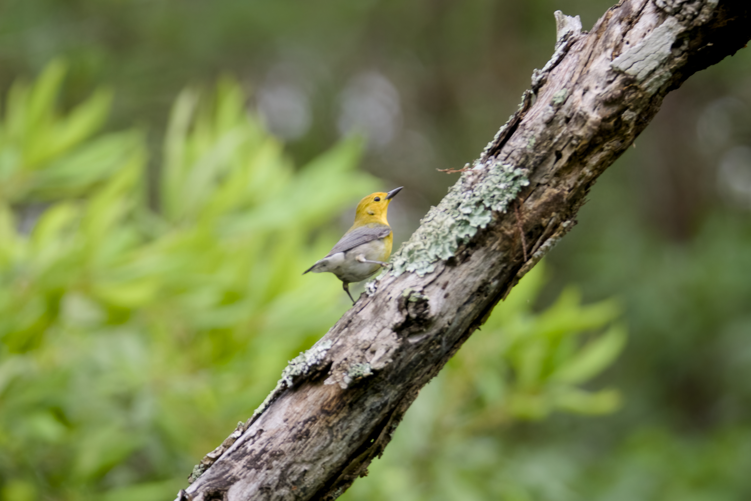 Prothonotary Warbler Outer Banks