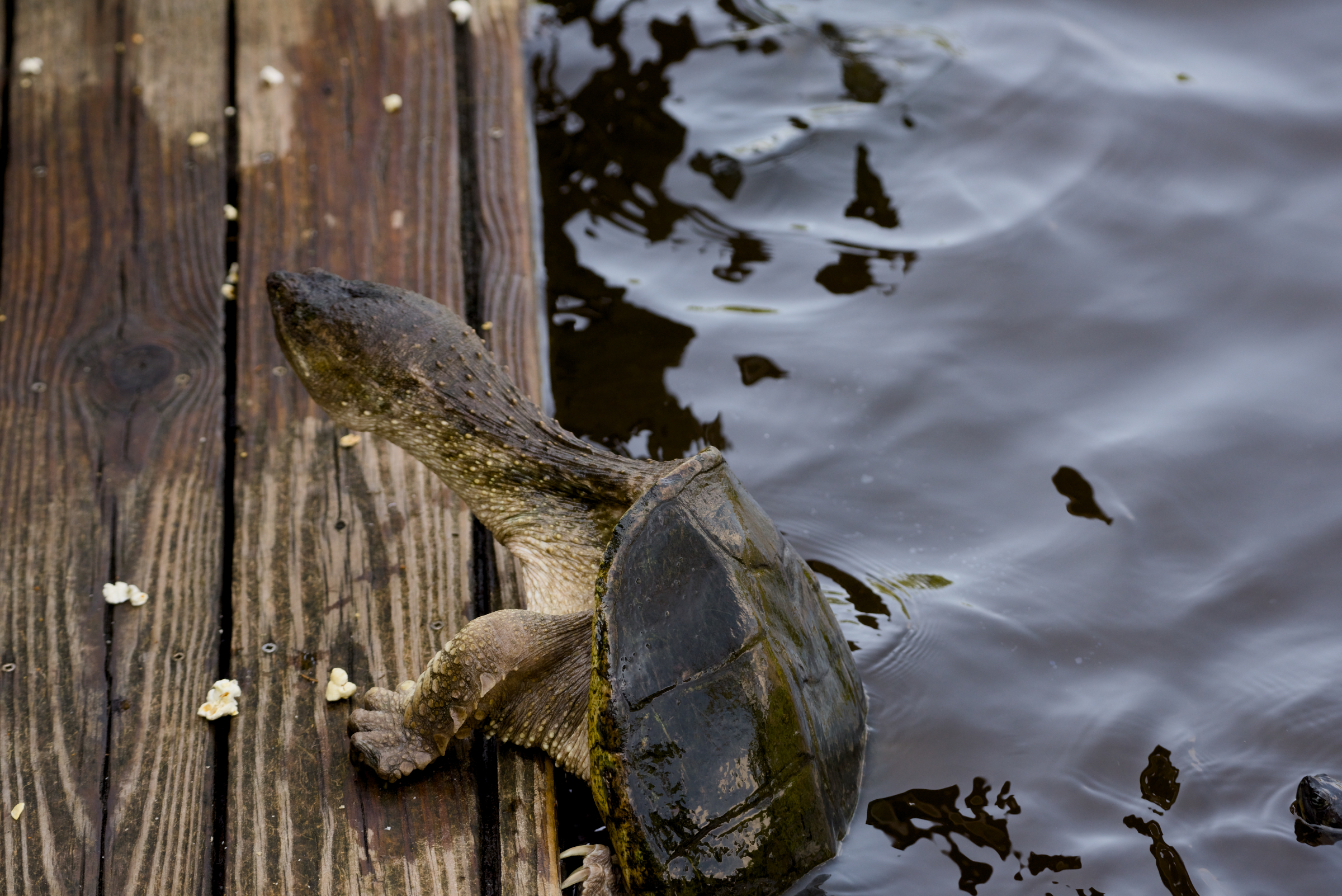 Snapping Turtle Outer Banks