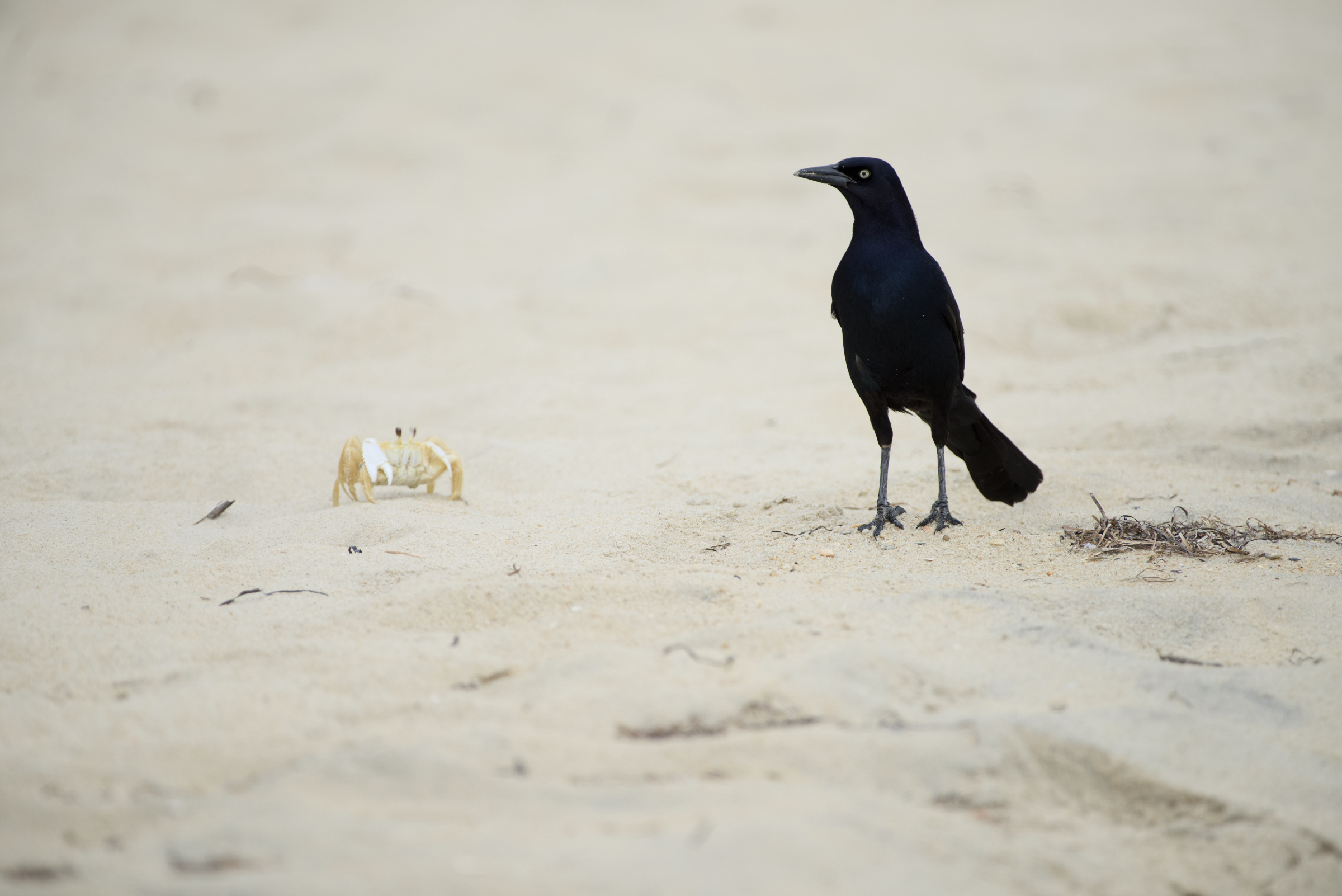 Crab and bird standoff obx beach