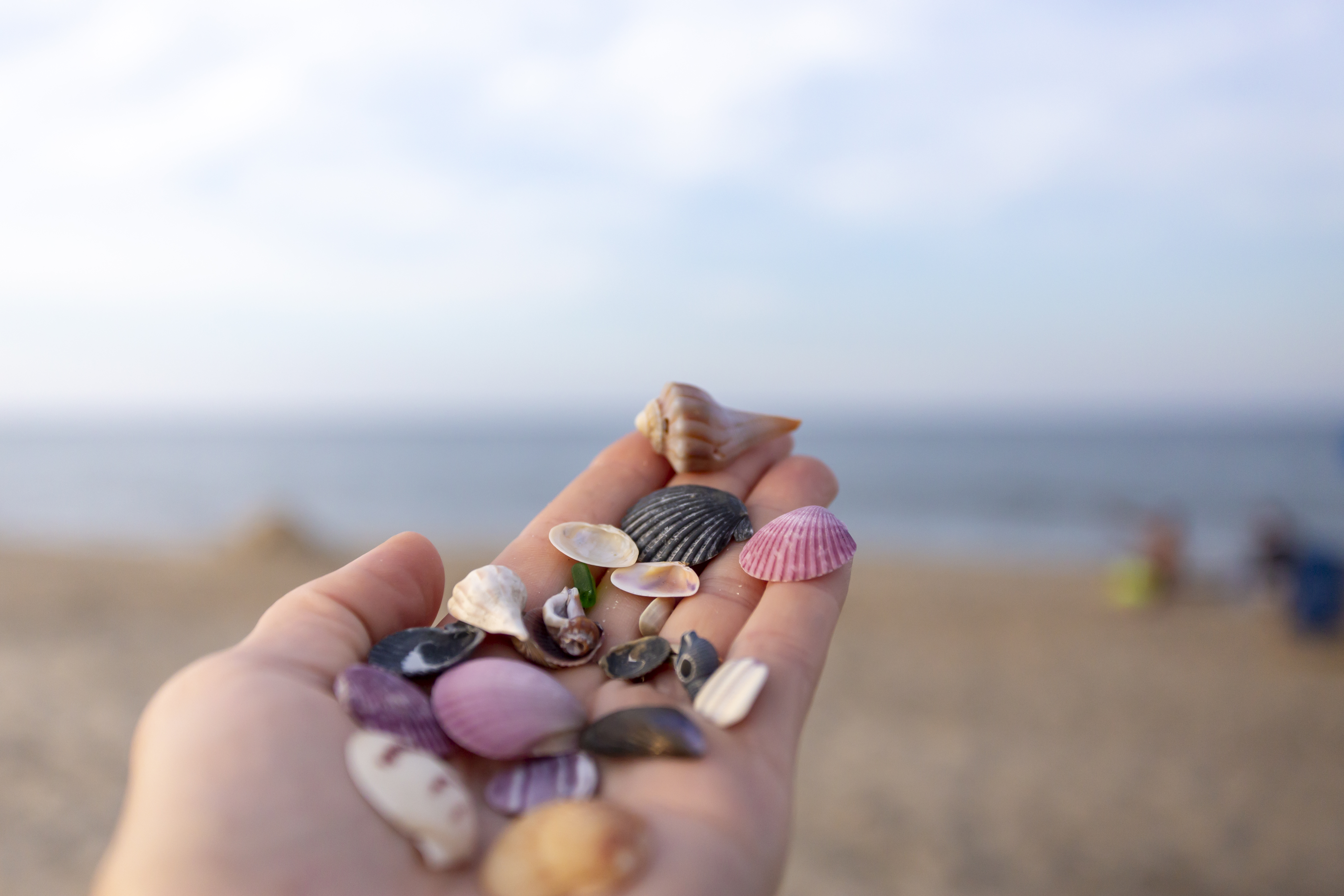 Shells and Sea Glass found on the Outer Banks
