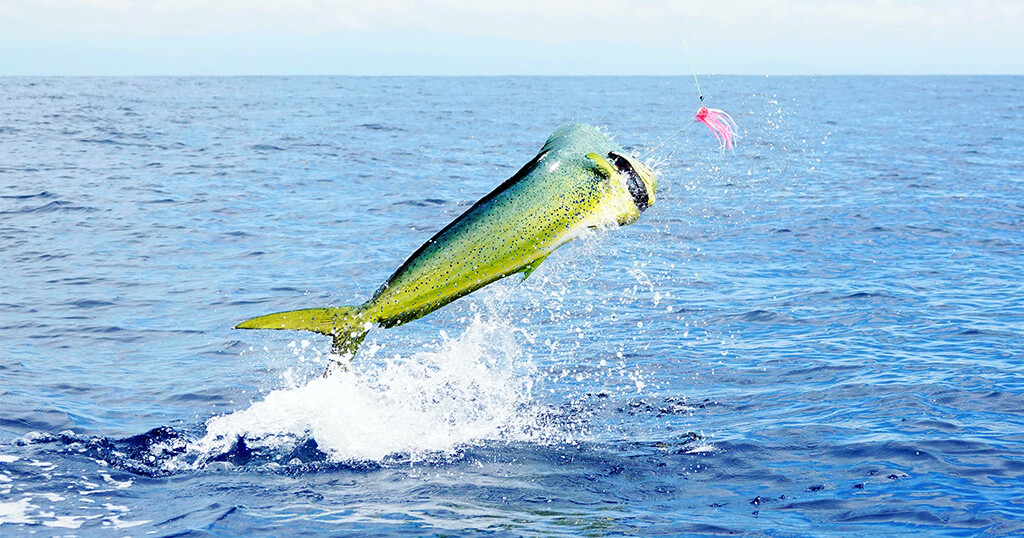Mahi-mahi catching some air