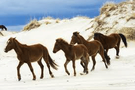There are over 100 colonial Spanish mustangs living on about 7,544 acres of wild horse sanctuary in Corolla