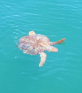 sea turtle outer banks