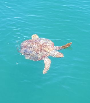 Outer Banks Sea Turtle Nesting – Turtle Sense