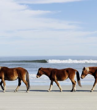 Five (Almost) Unknown Facts about the Corolla Wild Horses