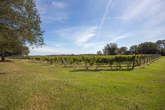 sanctuary vineyards grape vines