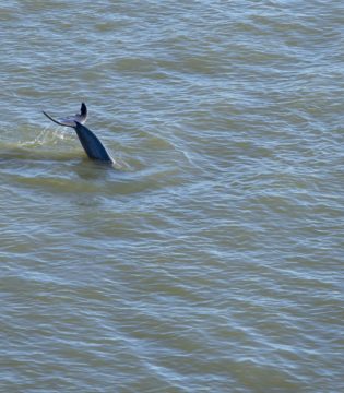 Studying Dolphins on the Outer Banks