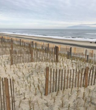 Post Beach Nourishment – Beach Grass Planting in Duck, NC