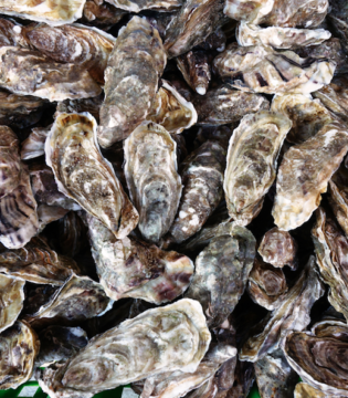 Oyster Wars | Pirates & The History of Oyster Harvesting on the OBX