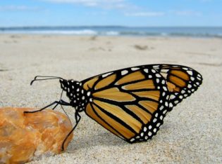 monarch butterfly on the beach