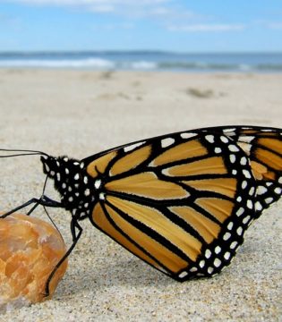 The King of Butterflies and the Outer Banks
