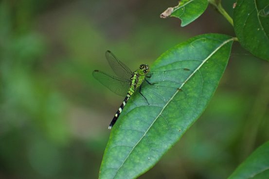 Kitty Hawk Woods Wildlife Dragonfly