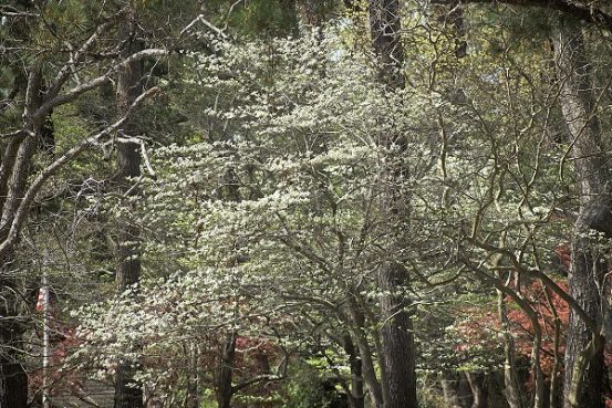 Dogwood Bloom on the Outer Banks