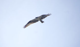 Osprey Flying over the Outer Banks
