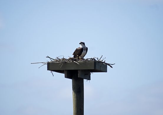 Osprey nest over the Albemarle Sound