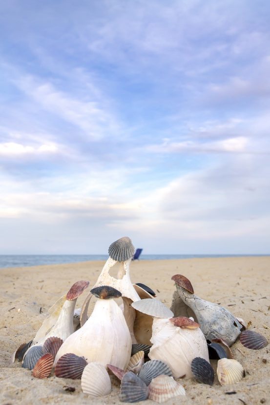 Beachcombing Outer Banks Sea Shells