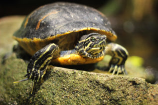 Yellow-Bellied Slider Turtle