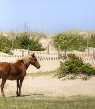 Animals of the Outer Banks — Mammals