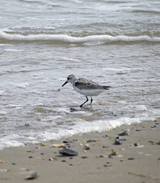 Animals of the Outer Banks — Shorebirds