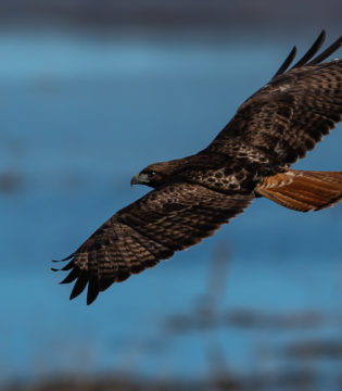 Animals of the Outer Banks — Raptors