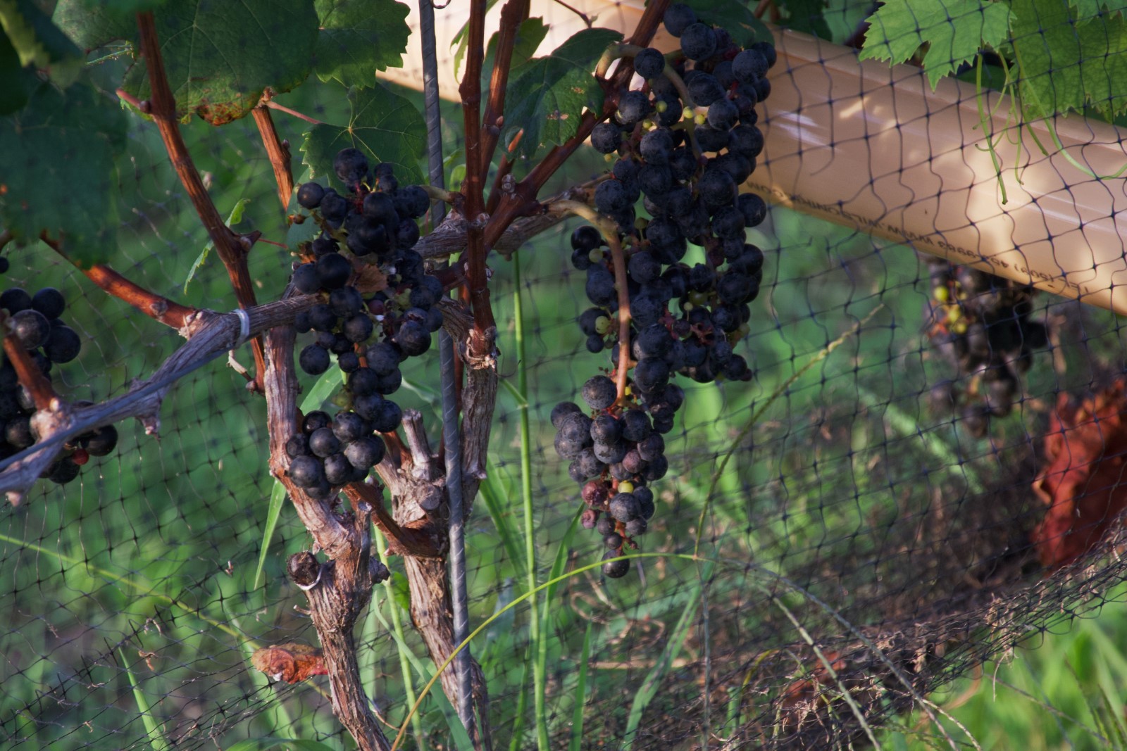 Sanctuary Vineyards Grapes