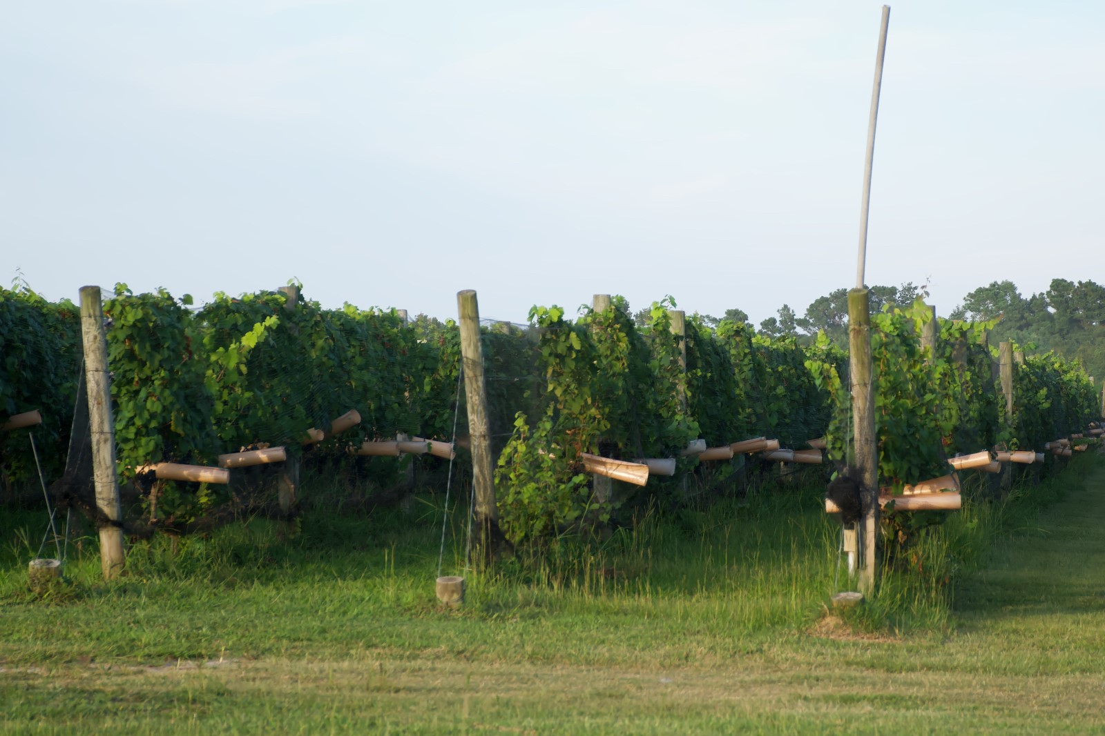 Sanctuary Vineyards Outer Banks Grape Vines