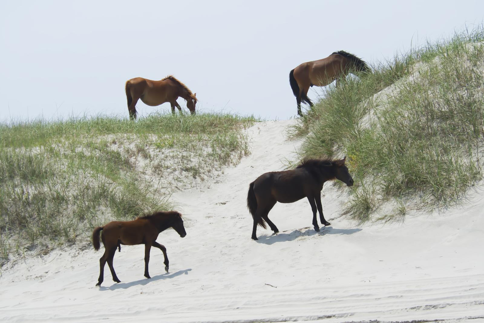 Wild Horse Family Corolla Outer Banks