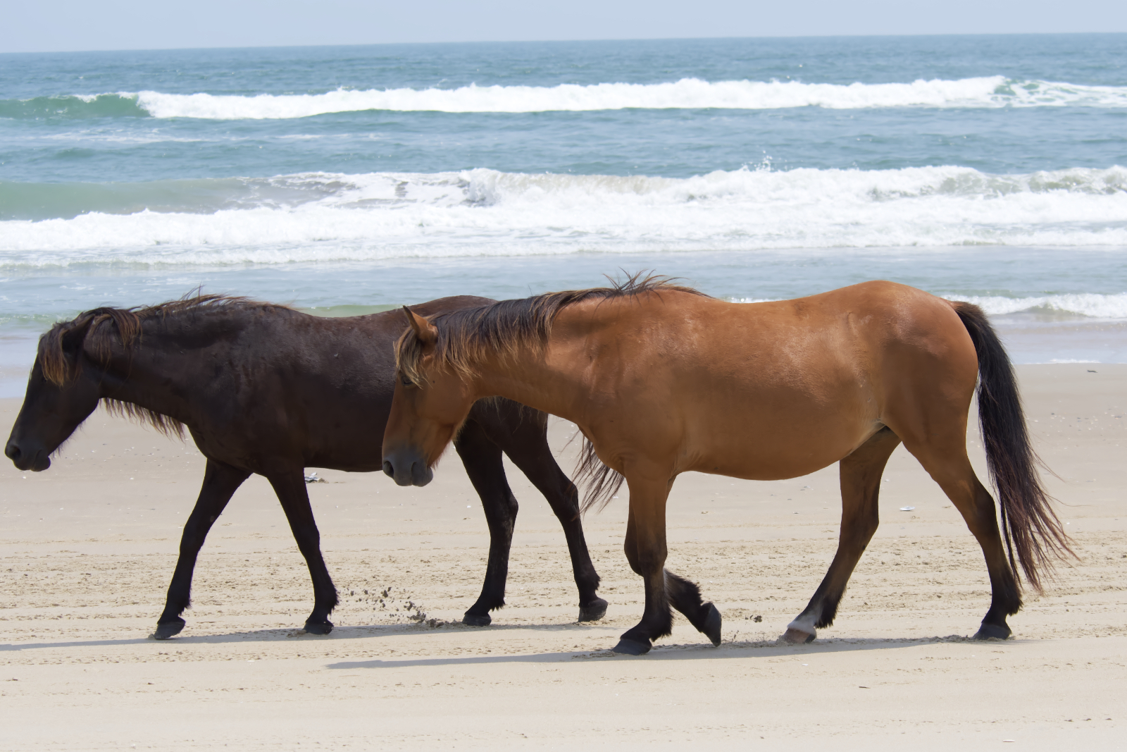 Corolla Wild Horse on the Beach