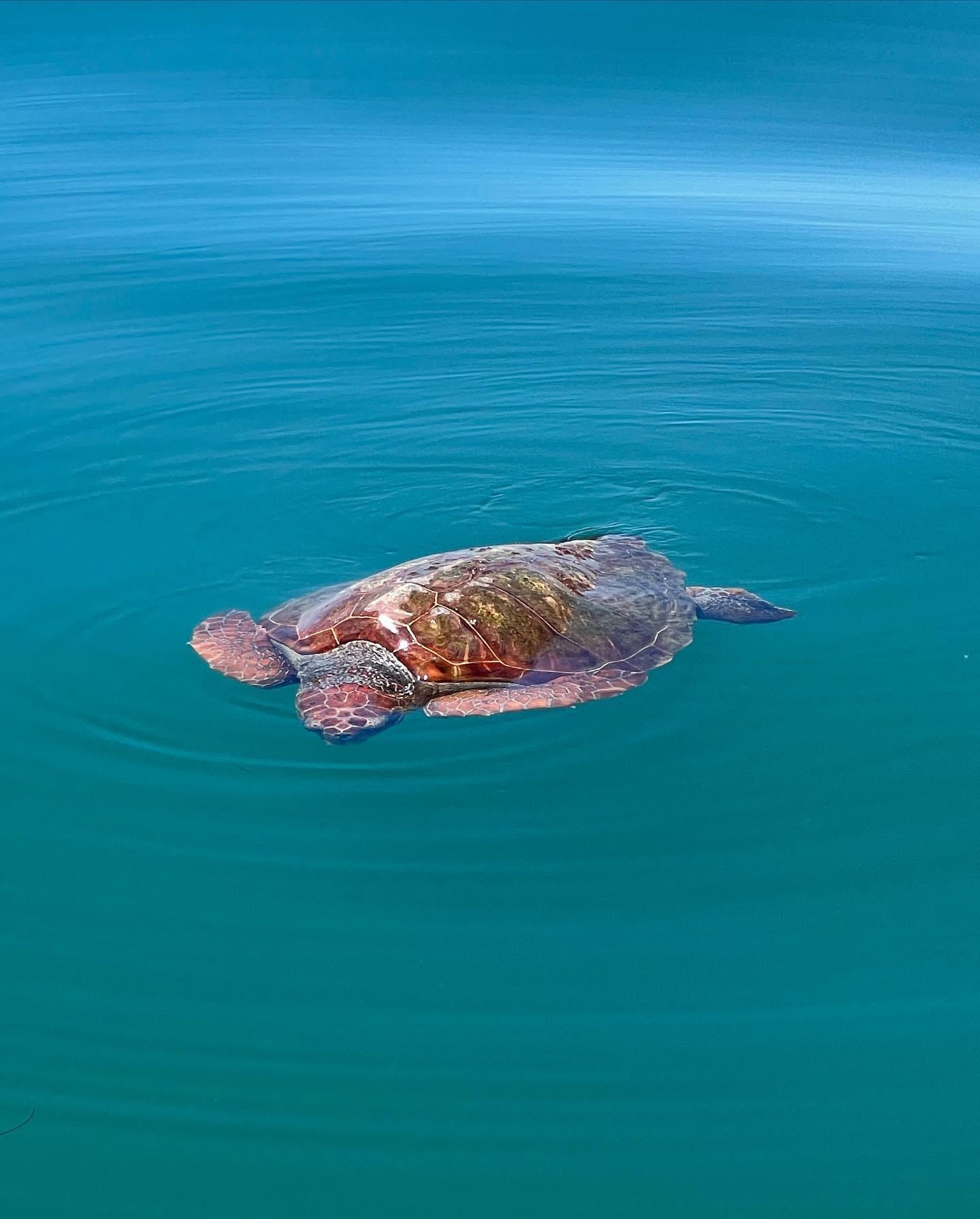 Sea Turtle Swimming off the Outer Banks Coastline
